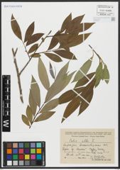 Foto von Salix alba L.